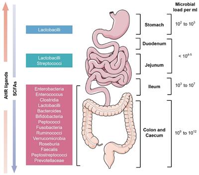 “Osteomicrobiology”: The Nexus Between Bone and Bugs